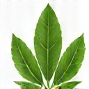 Iconiță plantă simbolizând natura